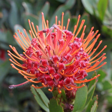 Pincushion Protea Blooms seeds