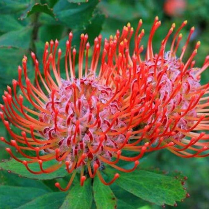 Pincushion Protea Blooms seeds