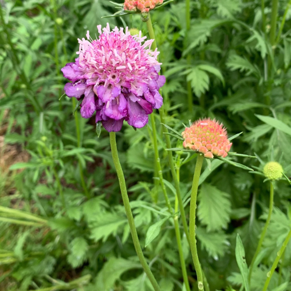 Pincushion Scabiosa Seeds
