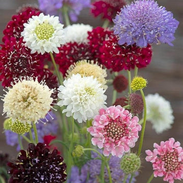 Pincushion Scabiosa Seeds