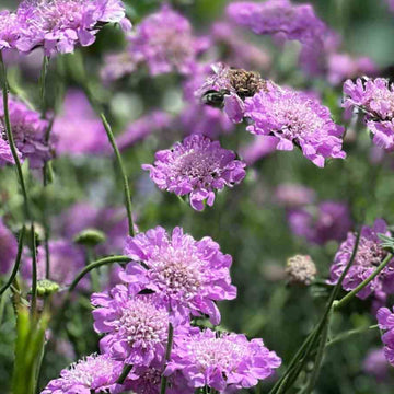 Pincushion Scabiosa Seeds