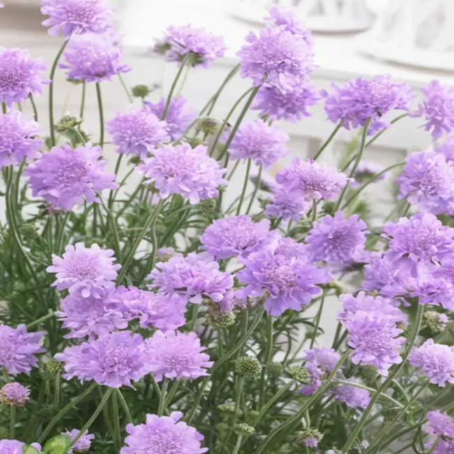 Pincushion Scabiosa Seeds