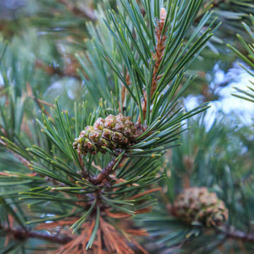 Pine Seeds - All In One For Home Gardens