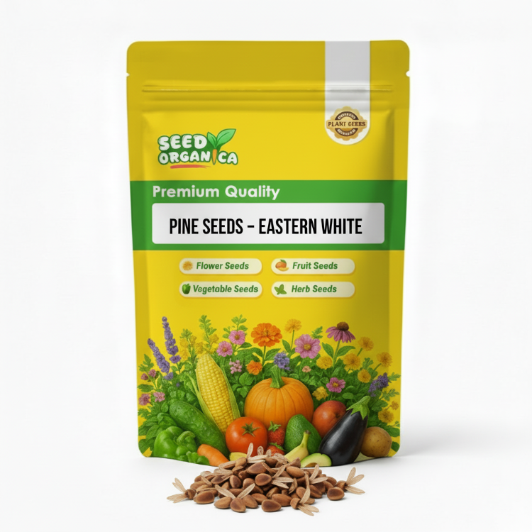 Pine Seeds – Eastern White
