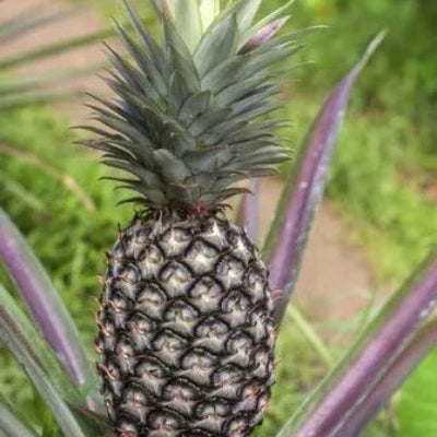 Pineapple Seeds – Black