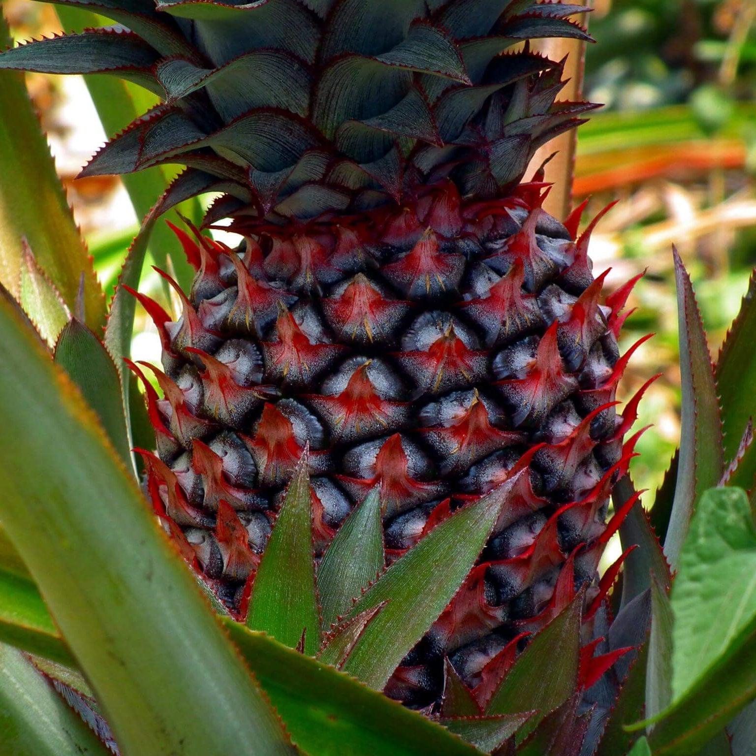 Pineapple Seeds – Brown