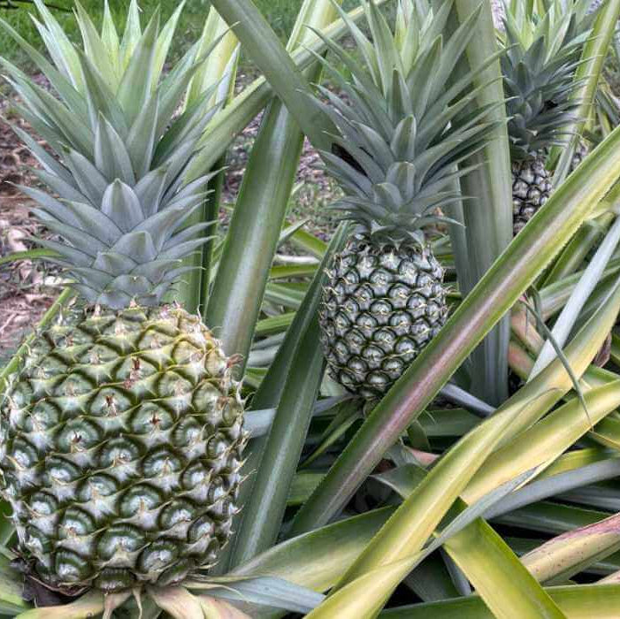 Pineapple Seeds – Green