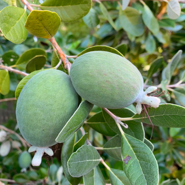 Pineapple Guava Seeds 