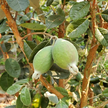 Pineapple Guava Seeds 