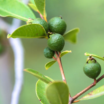 Pineapple Guava Seeds 