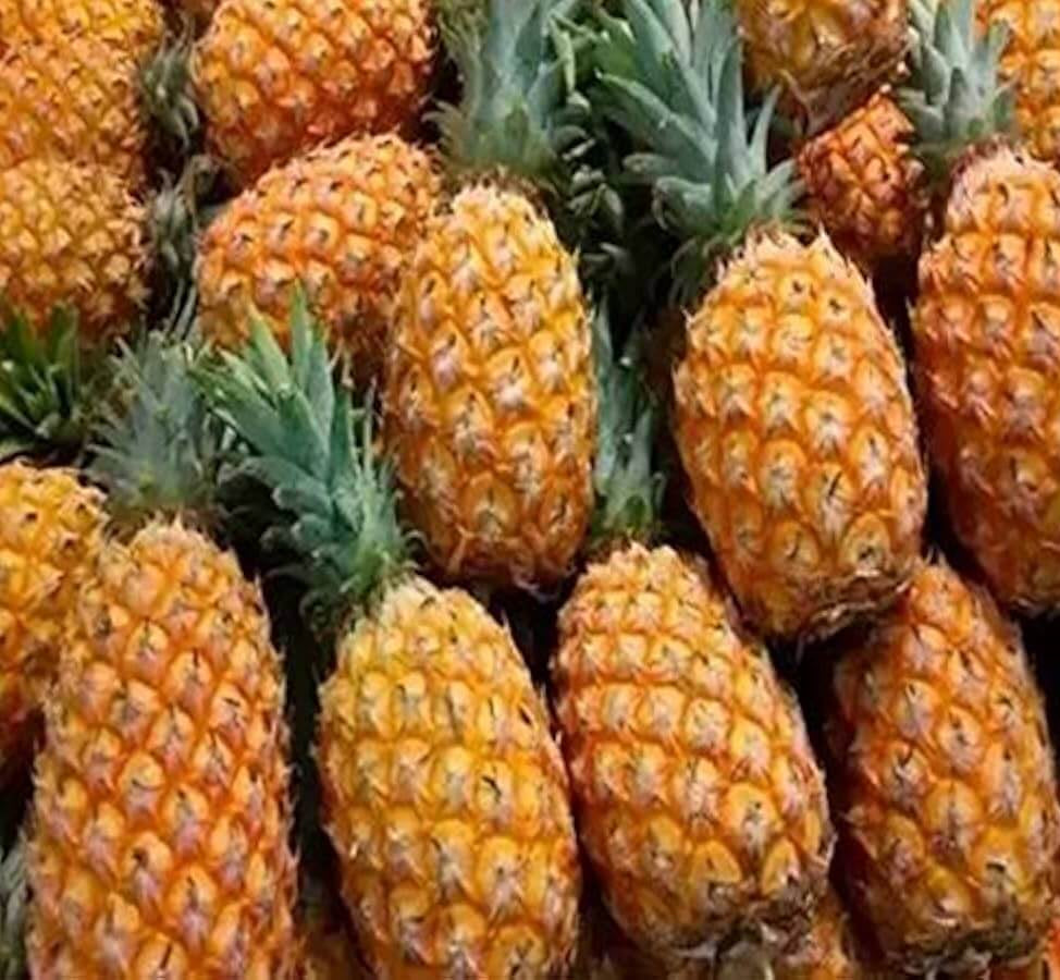 Pineapple Seeds – Orange