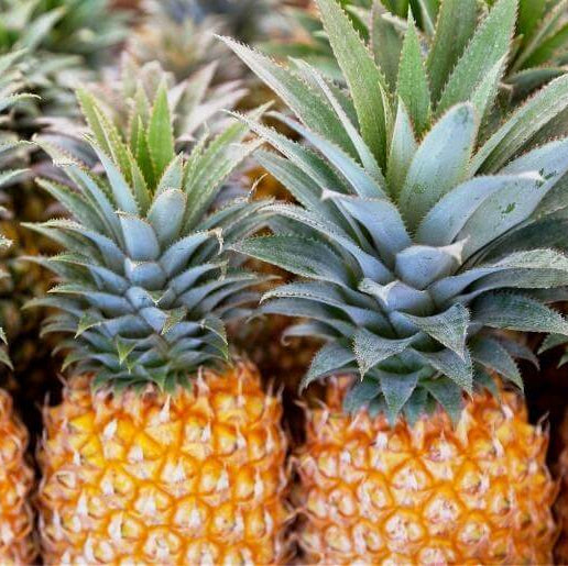 Pineapple Seeds – Queen Victoria