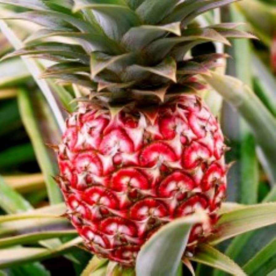 Pineapple Seeds – Red