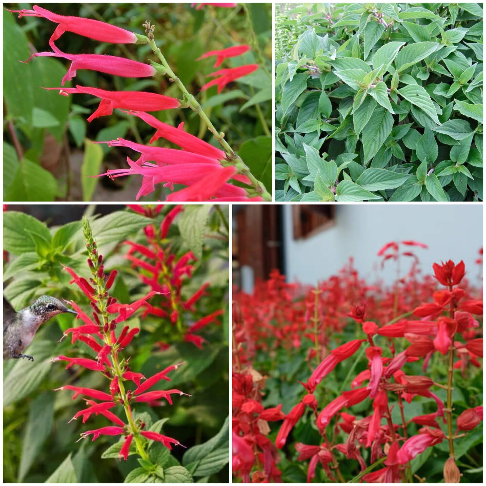 Pineapple Sage Seeds - All In One For Home Gardens