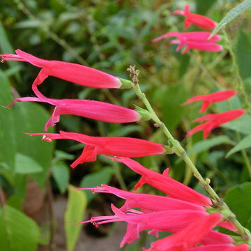 Pineapple Sage Seeds - All In One For Home Gardens