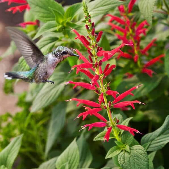 Pineapple Sage Seeds - All In One For Home Gardens