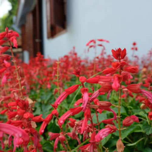 Pineapple Sage Seeds - All In One For Home Gardens