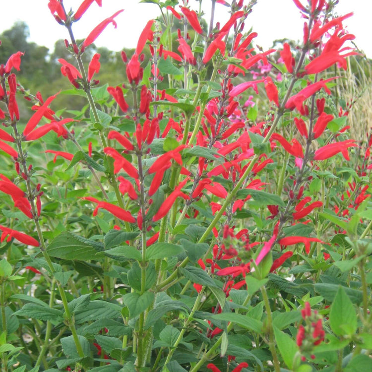 Pineapple Sage Seeds For Planting - Herbal Plant