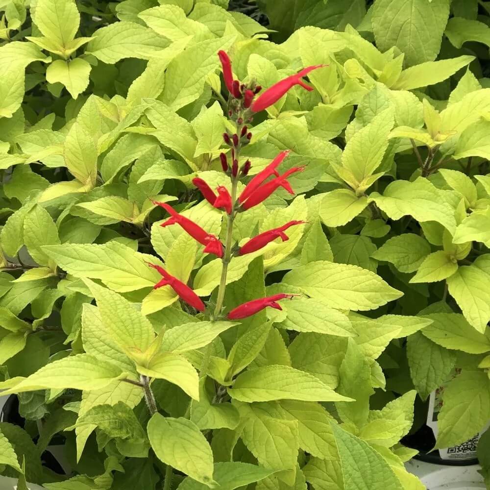 Pineapple Sage Seeds For Planting - Herbal Plant