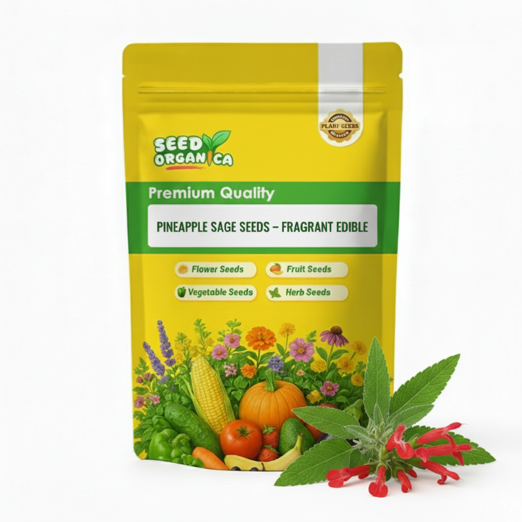 Pineapple Sage Seeds – Fragrant Edible