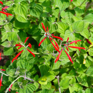 Pineapple Scented Sage Seeds - Herbal Plant