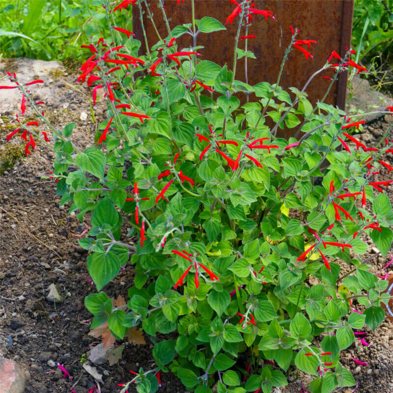 Pineapple Scented Sage Seeds - Herbal Plant