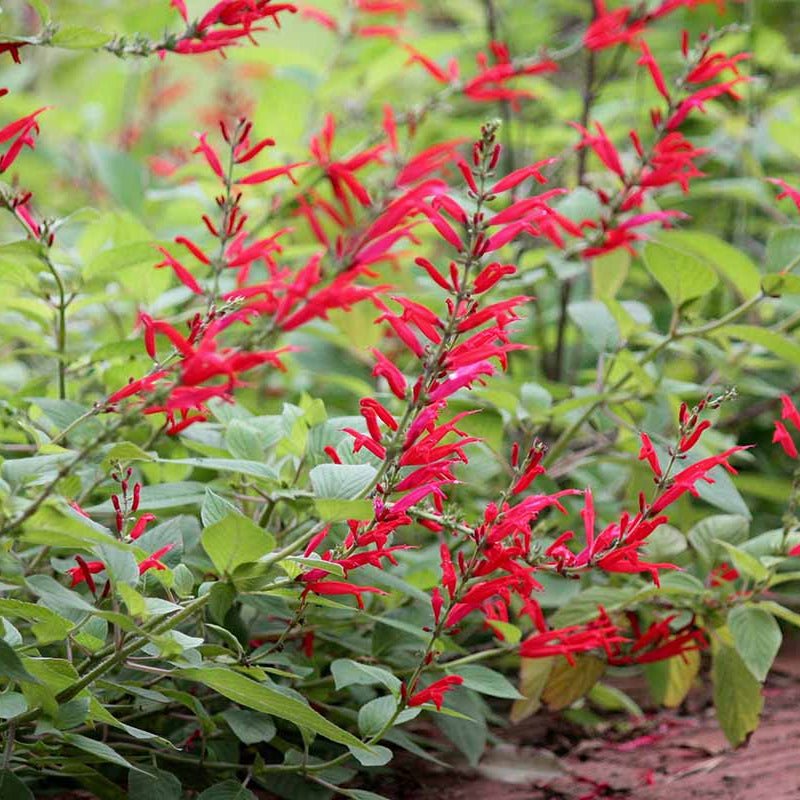 Pineapple Scented Sage Seeds - Herbal Plant