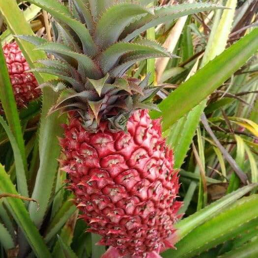 Pineapple Seeds – Brown