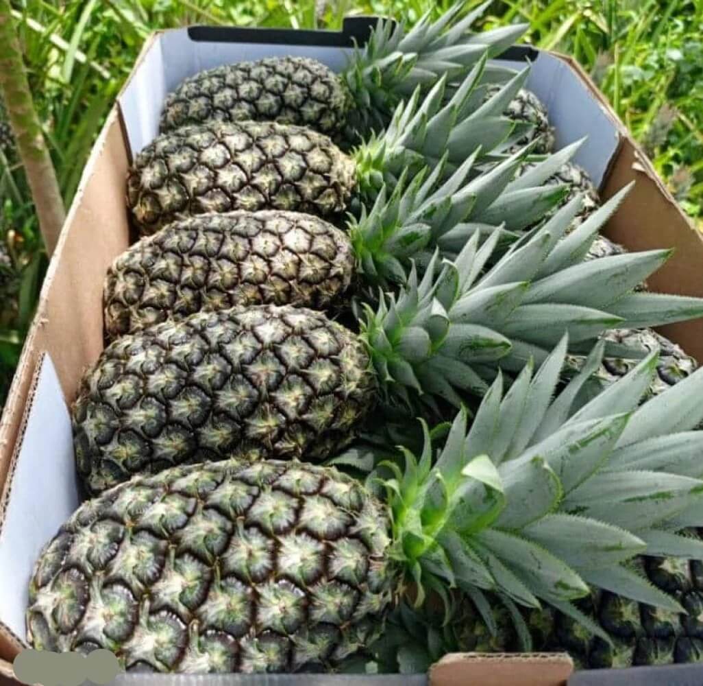 Pineapple Seeds – Green