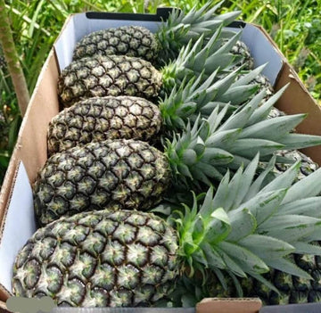 Pineapple Seeds – Green