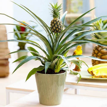 Pineapple Seeds - All In One For Home Gardens