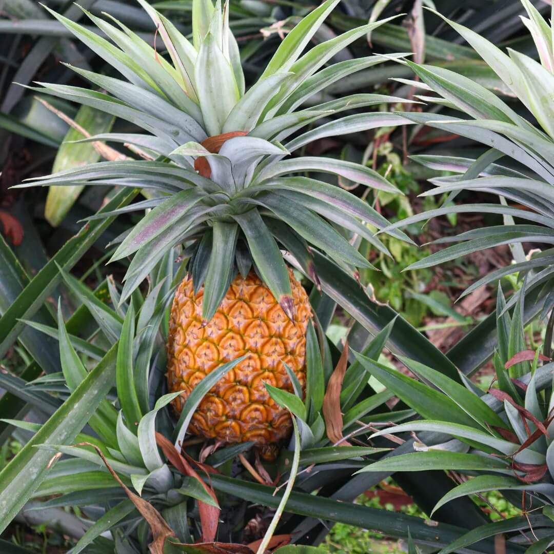 Pineapple Seeds - All In One For Home Gardens