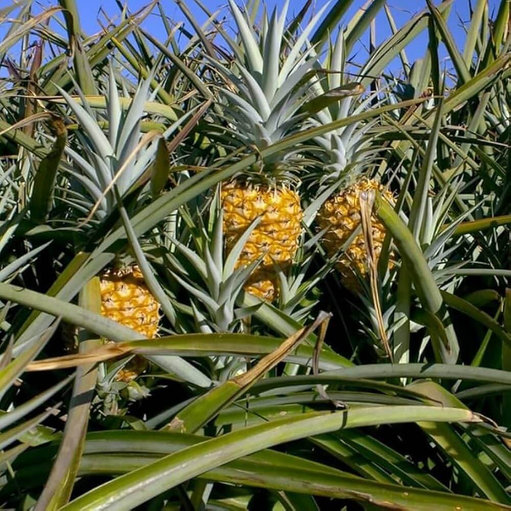 Pineapple Seeds - All In One For Home Gardens