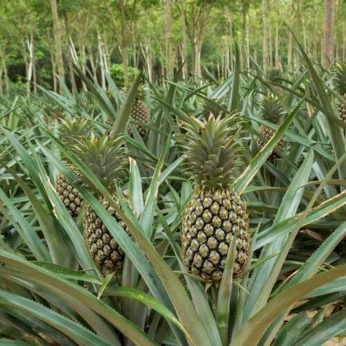 Pineapple Seeds - All In One For Home Gardens