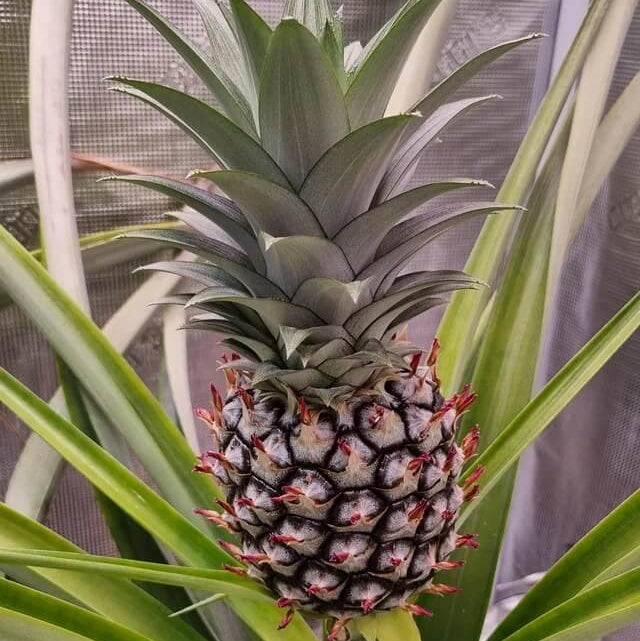 Pineapple Seeds – Black