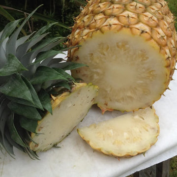 Pineapple Seeds – White Flesh