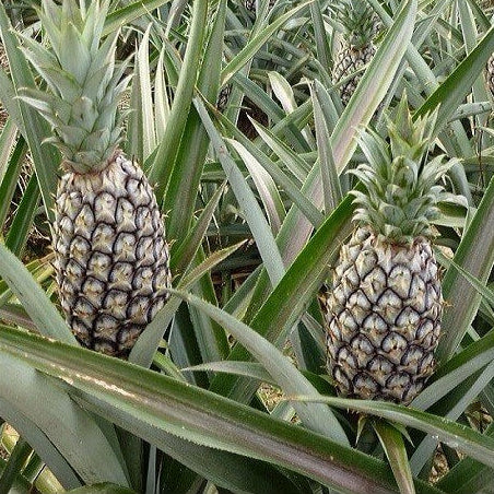 Pineapple Seeds – Ananas comosus