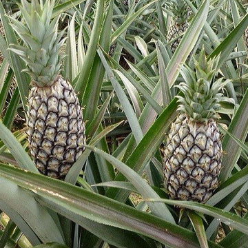 Pineapple Seeds – Ananas comosus