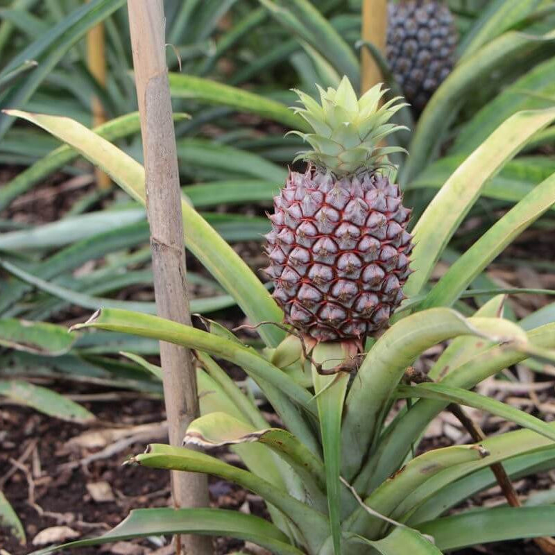 Pineapple Seeds – Black