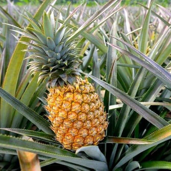 Pineapple Seeds – Brown