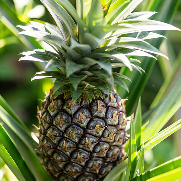 Pineapple Seeds – Green