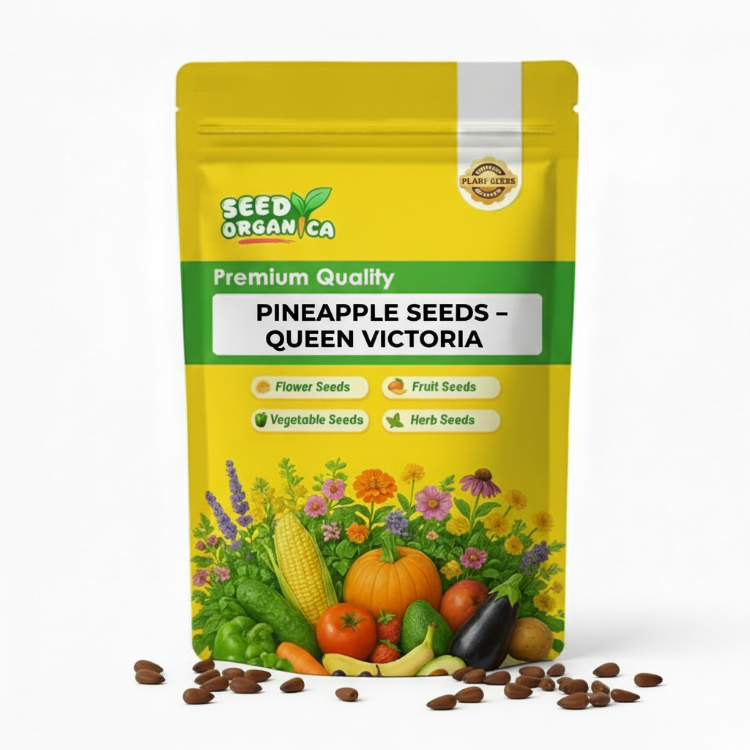 Pineapple Seeds – Queen Victoria