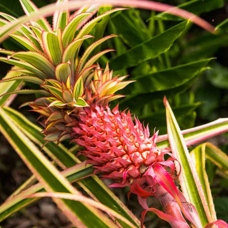 Pineapple Seeds – Red