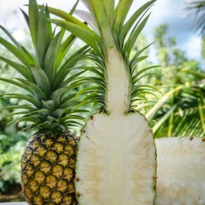 Pineapple Seeds – White Flesh