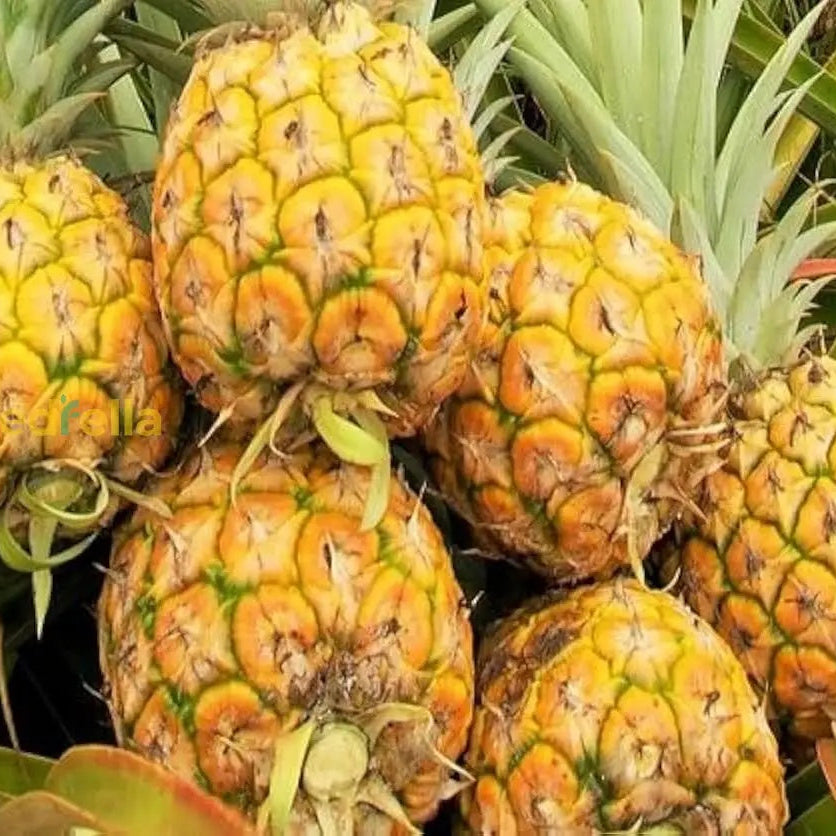 Pineapple Seeds – Yellow