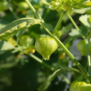 Pineapple Tomatillo Seeds - Fruit Plant