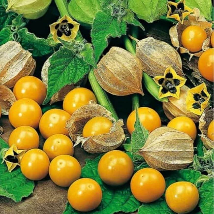 Pineapple Tomatillo Seeds - Fruit Plant