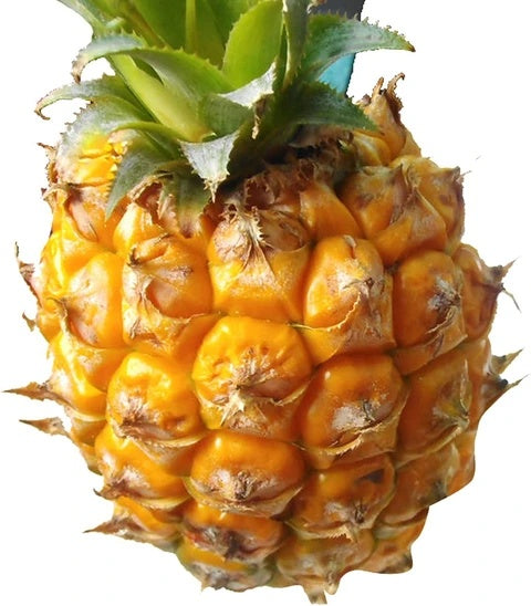 Pineapple Seeds – Yellow