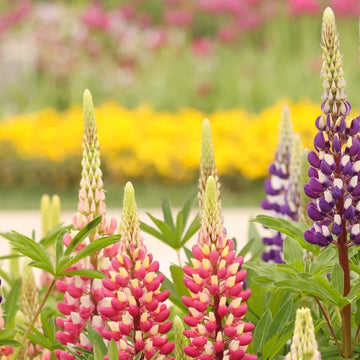 Lupine Seeds – Yellow & Pink