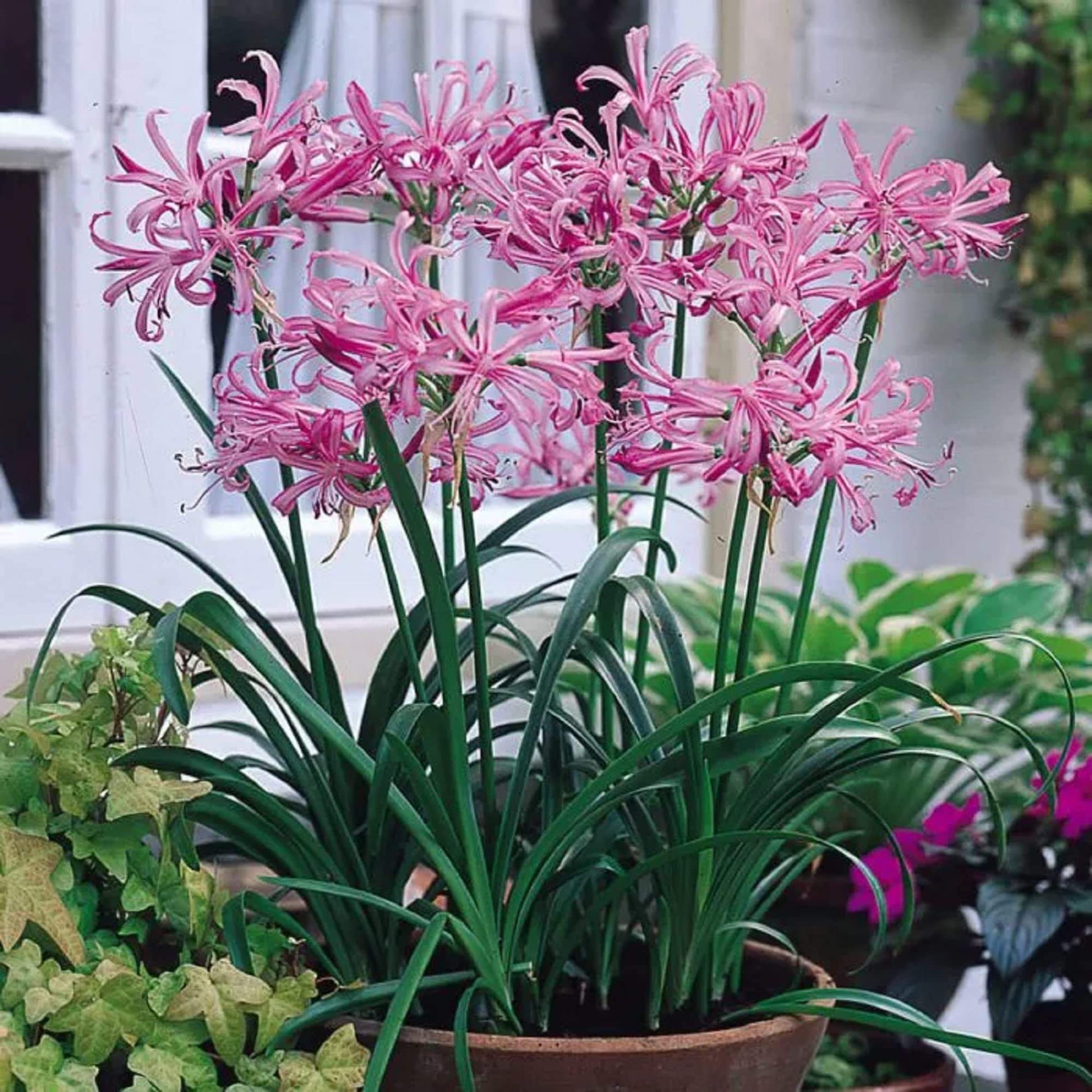 Pink African Lily Agapanthus Seeds